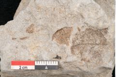 Foto (Objekt + Etikett) von Apocynophyllum affine Ettingshausen (NHMW-GEO-2024-0188-10157)